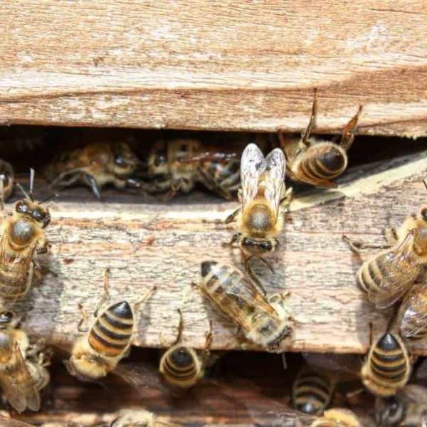 honey bees on wood