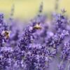 lavender flowers with honeybees