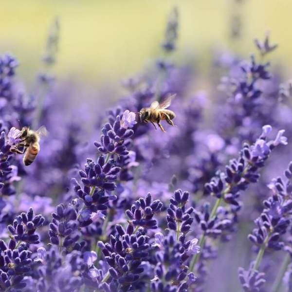 lavender flowers with honeybees