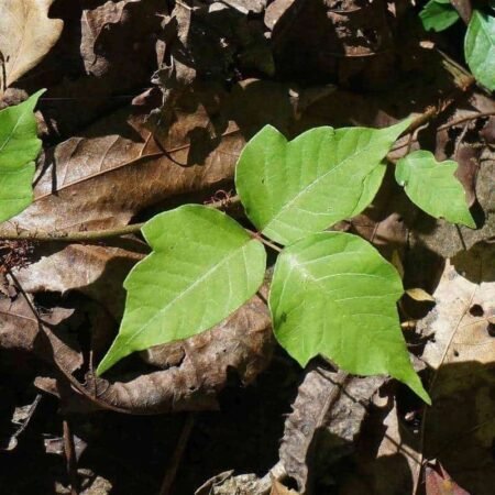 Poison-Ivy-Plant poison ivy "leaves of three"