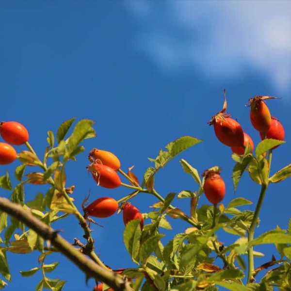 fresh rose hips