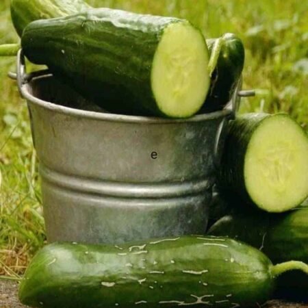 fresh harvest of cucumbers from the Backyard Bees backyard garden.