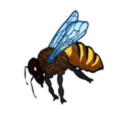single backyard bee