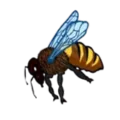 single backyard bee