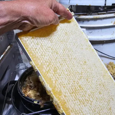 Frame of capped Long Island honey harvested from Backyard Bees hive