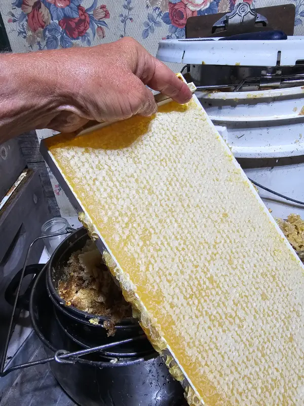 Frame of capped Long Island honey harvested from Backyard Bees hive
