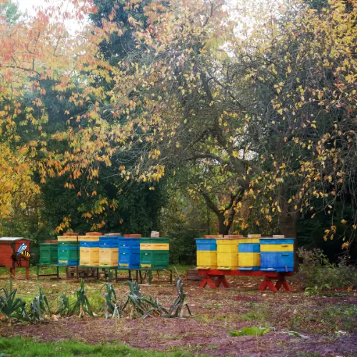 autumn beehives