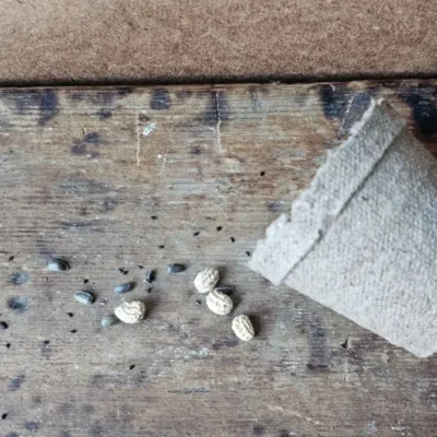 Bee Seeds Closeup Pot Pollinator flower seeds with biodegradable paper pot