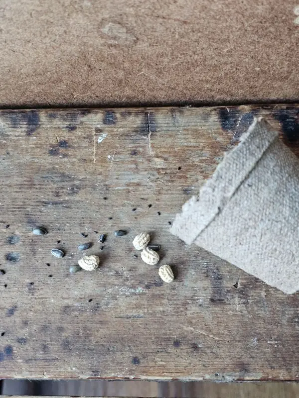 Bee Seeds Closeup Pot Pollinator flower seeds with biodegradable paper pot