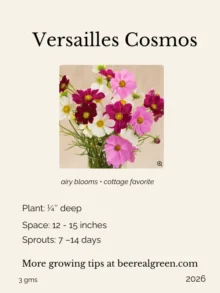 cosmos seeds bee friendly