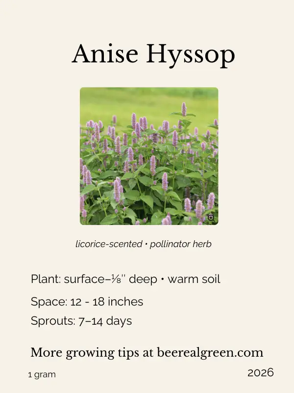 anise hyssop seeds