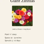 zinnias giant zinnias bee friendly seeds