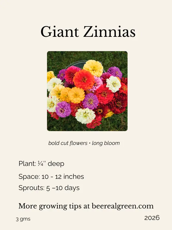 giant zinnias bee friendly seeds