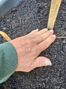 The grow with me project seeds getting planted in the dirt