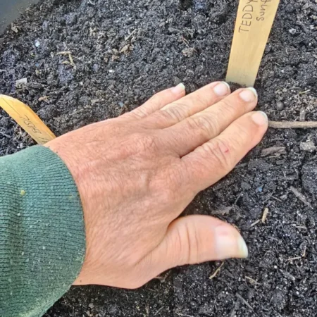 The grow with me project seeds getting planted in the dirt