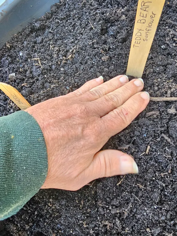 The grow with me project seeds getting planted in the dirt