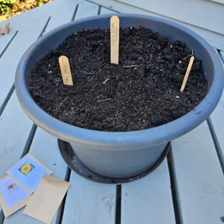 Step by step, week by week, 3 plants in one pot