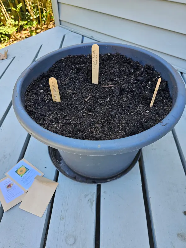Step by step, week by week, 3 plants in one pot