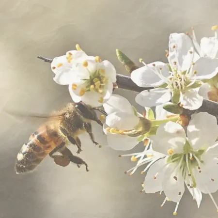 Honey bee on white spring blossoms collecting nectar on Long Island