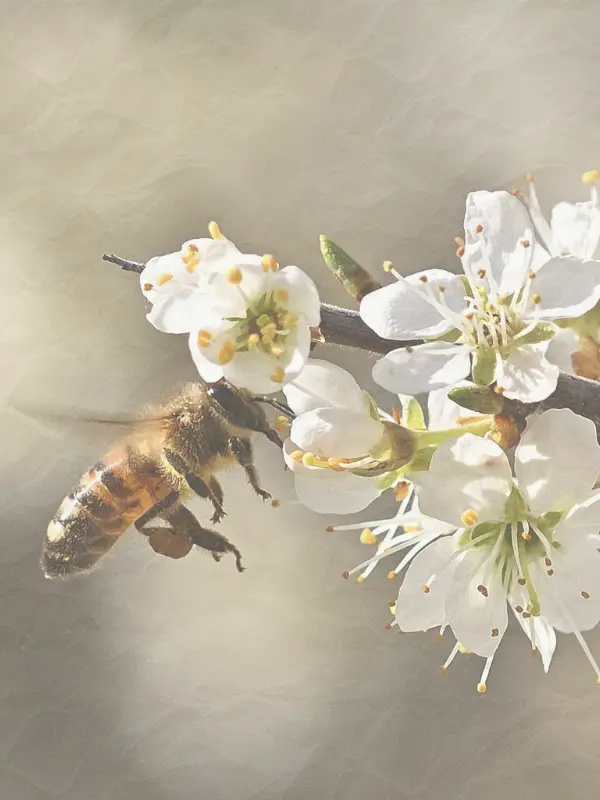 Honey bee on white spring blossoms collecting nectar on Long Island