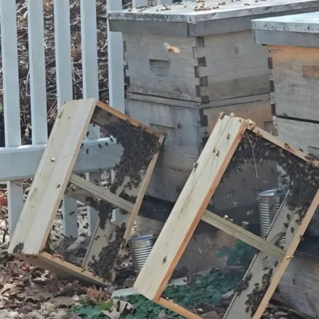 Open beehive boxes and honey frames at Paul’s Nursery apiary