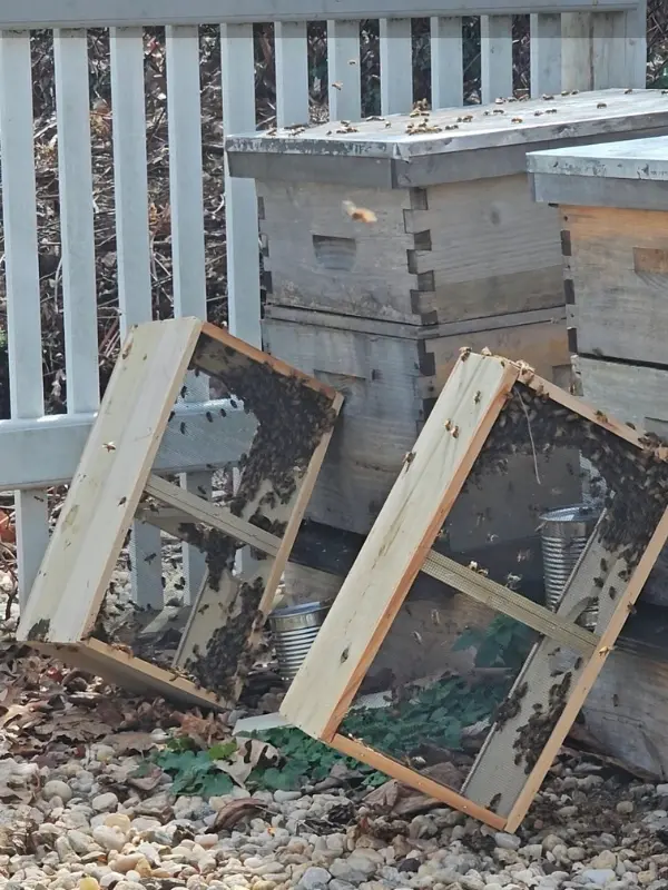 Open beehive boxes and honey frames at Paul’s Nursery apiary
