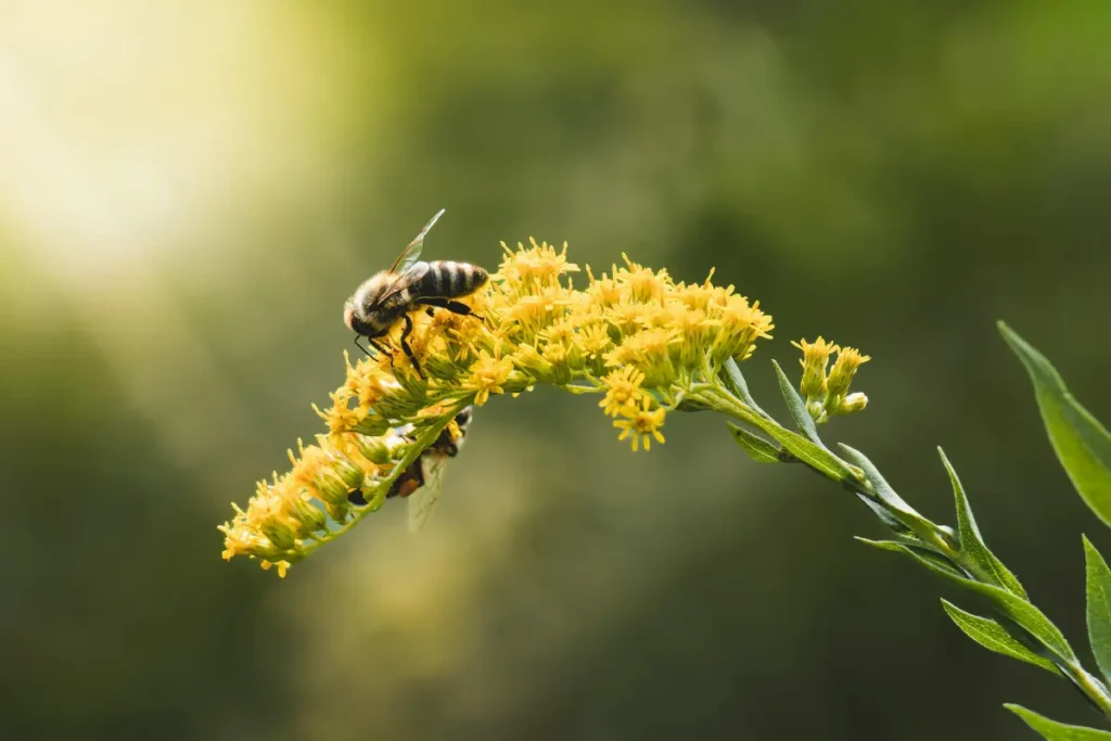 a solitary honeybee resting on goldenrod