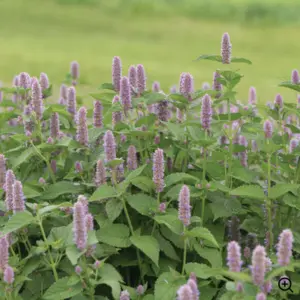 fragrant bee-friendly anise hyssop in bloom