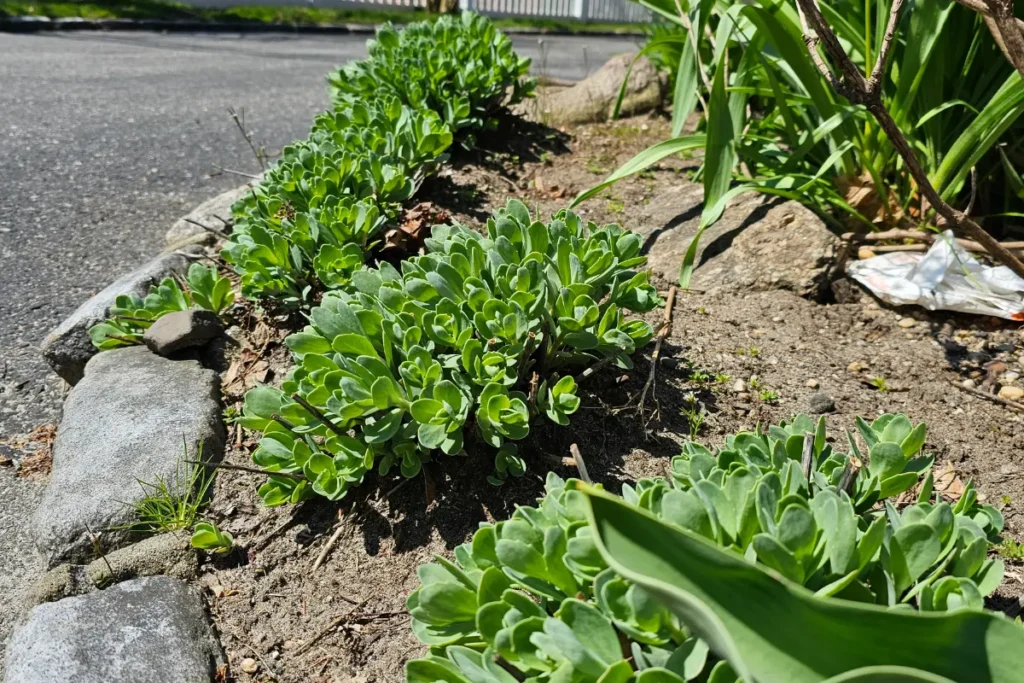 bee-friendly autumn seeding opening up in early spring