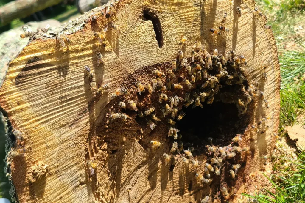 The Honey Tree: My First Memory Of Bees 2 honey bees at the entrance of a colony inside a hollow tree trunk