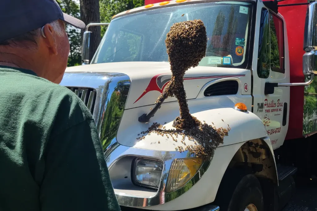 The Honey Tree: My First Memory Of Bees 3 swarm of honey bees clustered on side mirror of tree removal truck