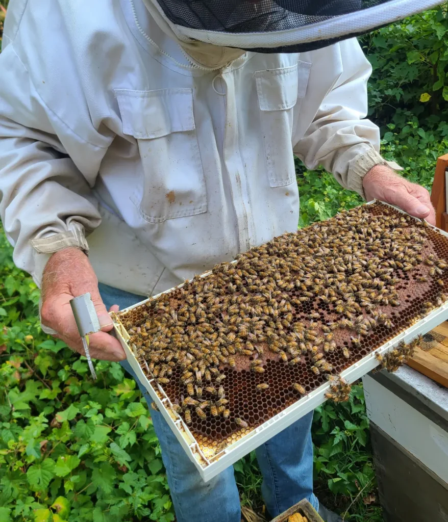 closeup of honey bees on Backyard Bees honey frame
