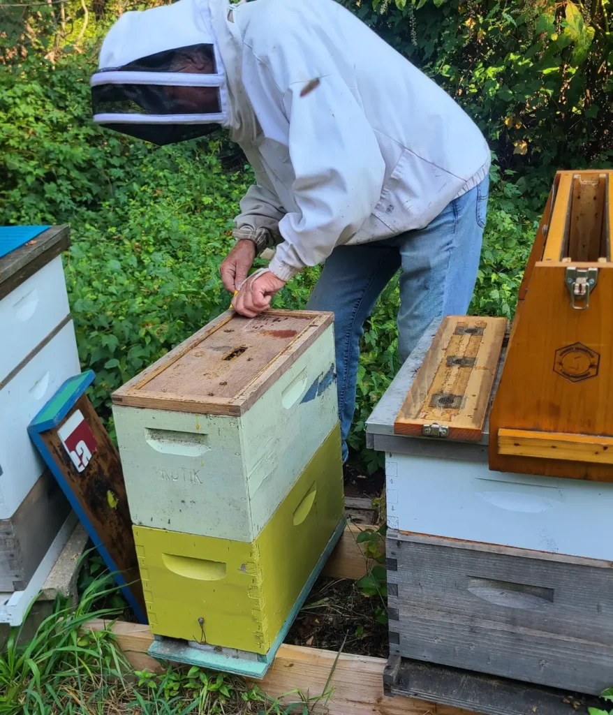 closeup of Backyard Bees beekeeper opening up a nucleus hive
