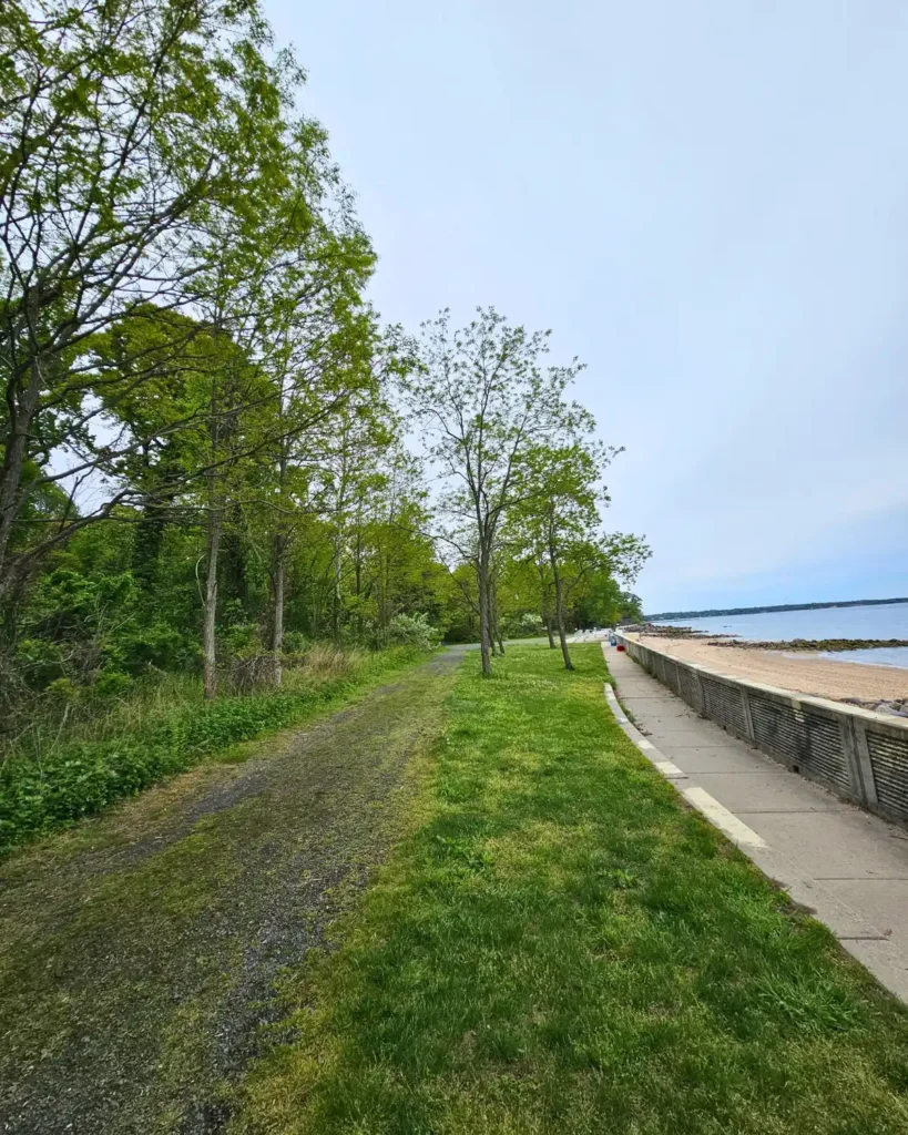 Black locust trees beginning to bloom along the shoreline at Welwyn Preserve