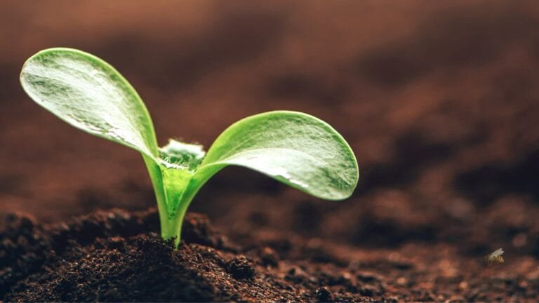 two-leaved seedling emerging from the dirt