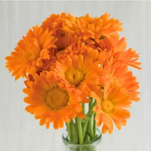 cut cheerful orange calendula flowers in a vase