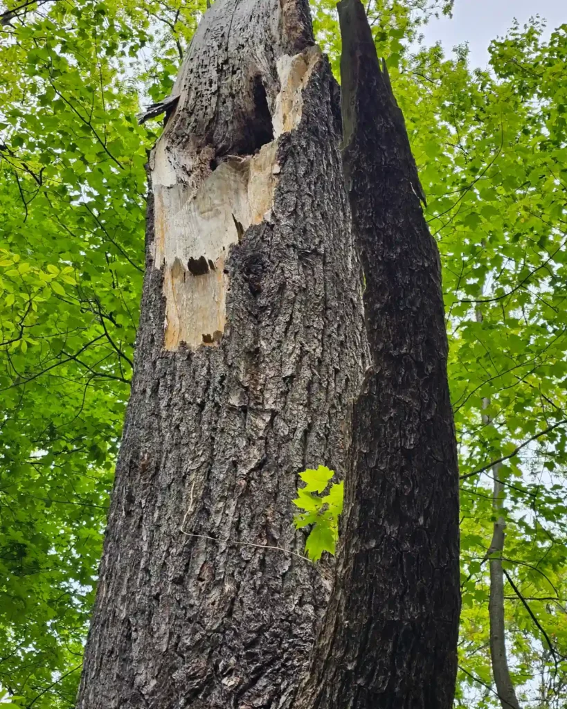 Dead hollow tree along a wooded trail at Welwyn Preserve in Glen Cove, New York