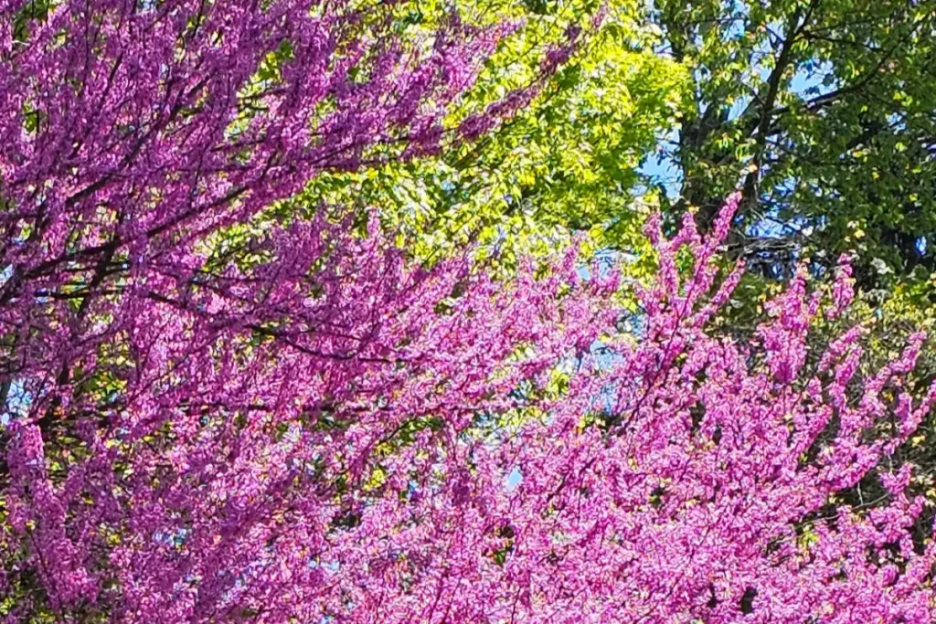 A Walk With A Beekeeper: The Purple Edition 2 cloesup of an eastern redbud in bloom