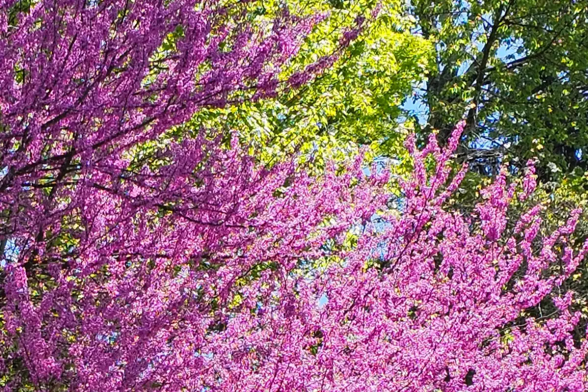 A Walk With A Beekeeper: The Purple Edition 1 cloesup of an eastern redbud in bloom