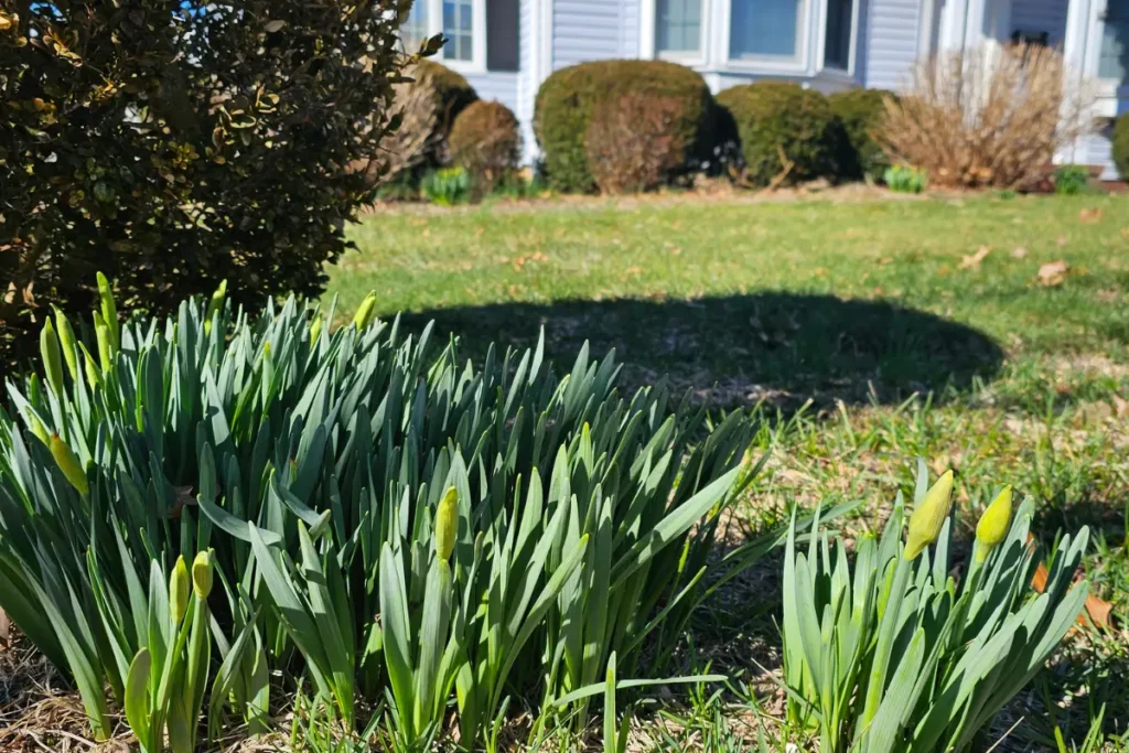 spring daffodils preparing to flower