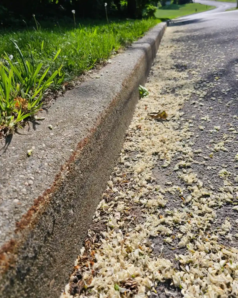 Fallen black locust petals scattered along a roadside after several days of rain