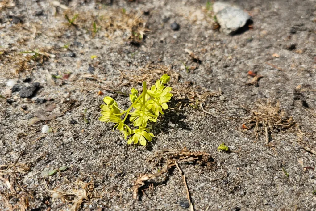 single pale yellow flower from a early spring maple tree