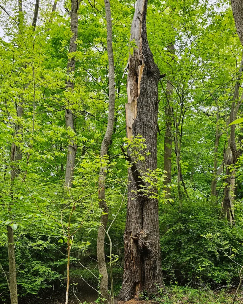 Dead hollow tree along a wooded trail at Welwyn Preserve in Glen Cove, New York