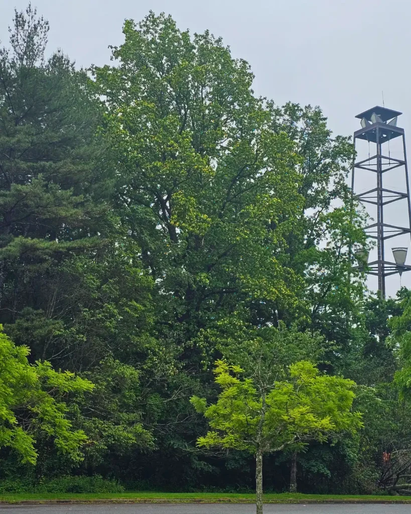 A  tulip poplar tree towers above the parking lot at the Nassau County Museum of Art