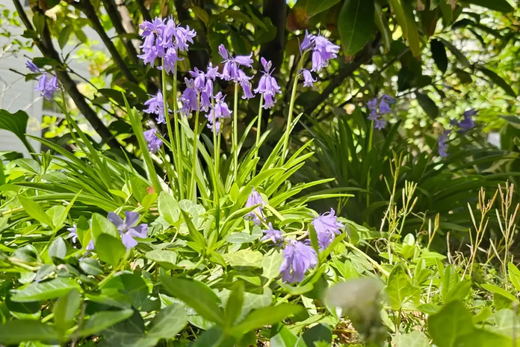 A Walk With A Beekeeper: The Purple Edition 5 bunch of early spring bluebells