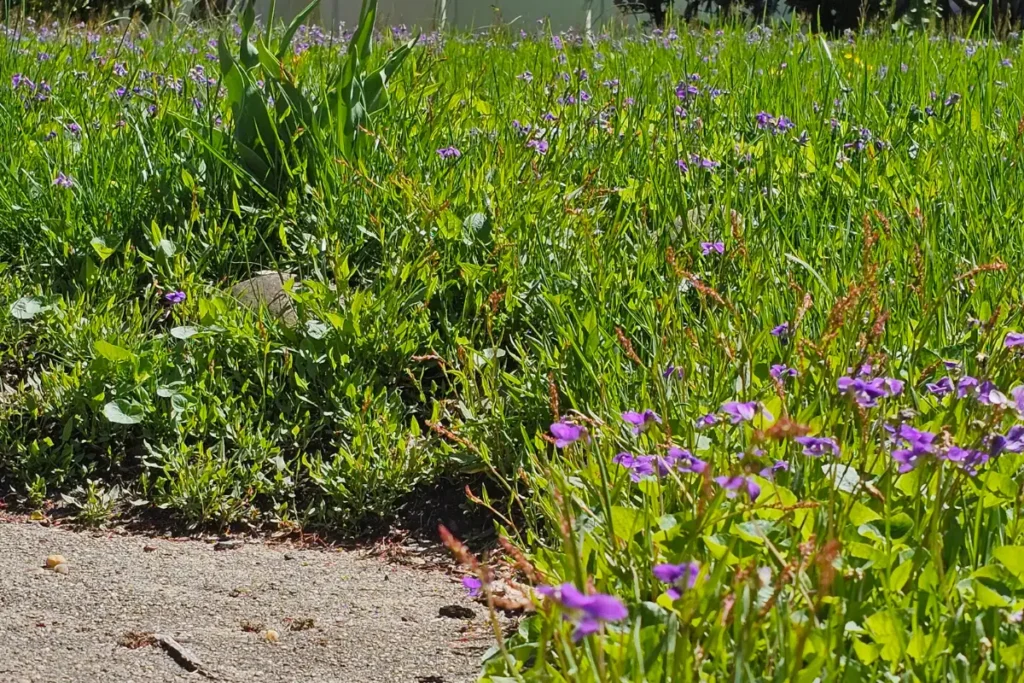 A Walk With A Beekeeper: The Purple Edition 4 pansy-look-alikes, Johnny Jumpups