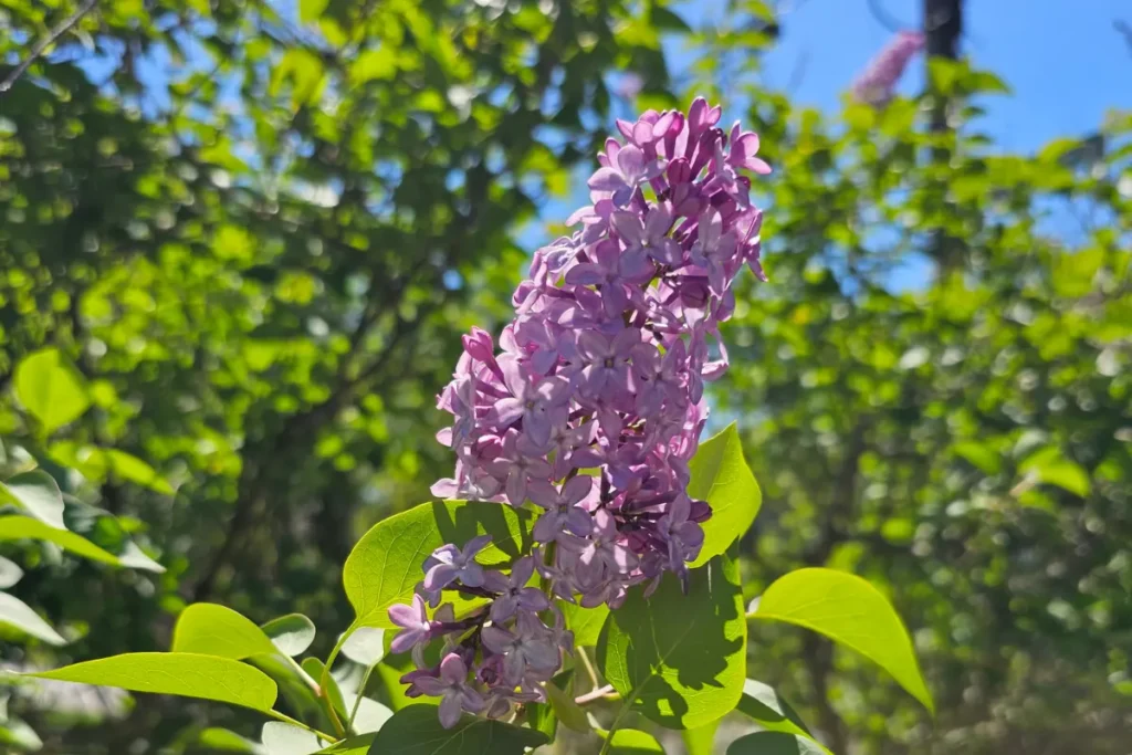 A Walk With A Beekeeper: The Purple Edition 10 closeup of a single lilac flower with sky blue background