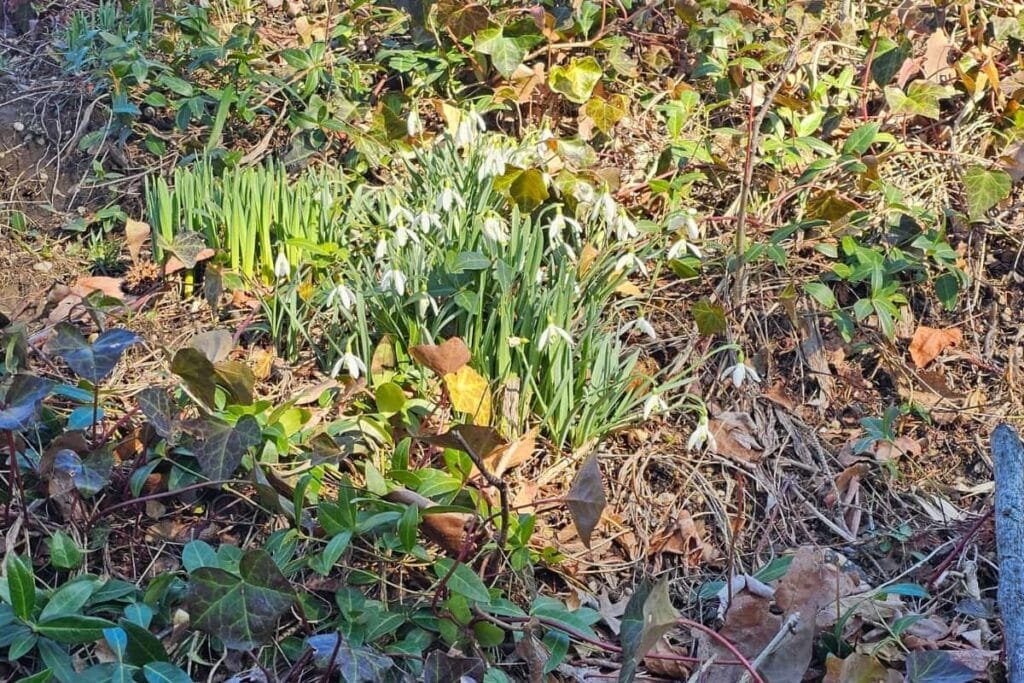 a grouping of early spring snowdrops