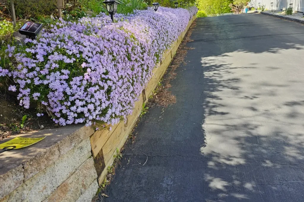 A Walk With A Beekeeper: The Purple Edition 9 hedge of purple phlox, empty of bees