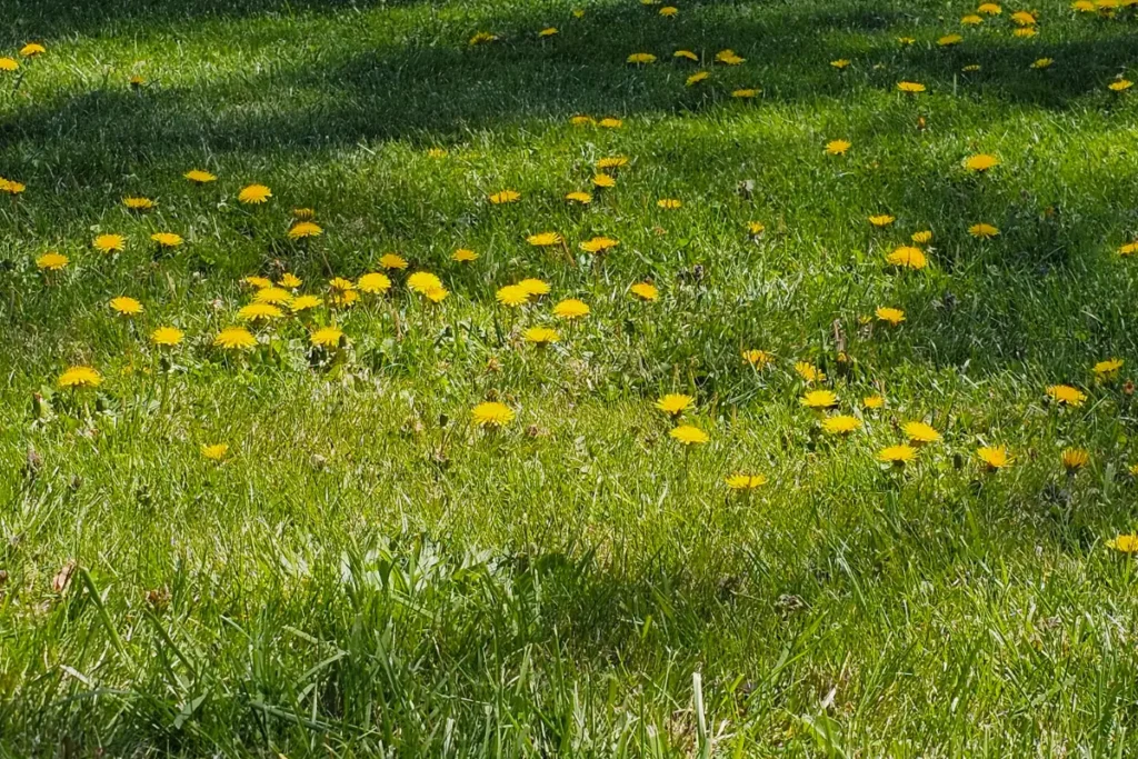 A Walk With A Beekeeper: The Purple Edition 7 yellow dandelions and purple dead nettle are a honey bees delight